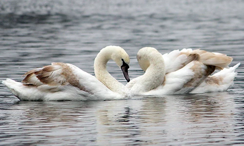 Đàn thiên nga giờ ra sao sau một đêm bị “hốt” sang hồ Thiền Quang ?