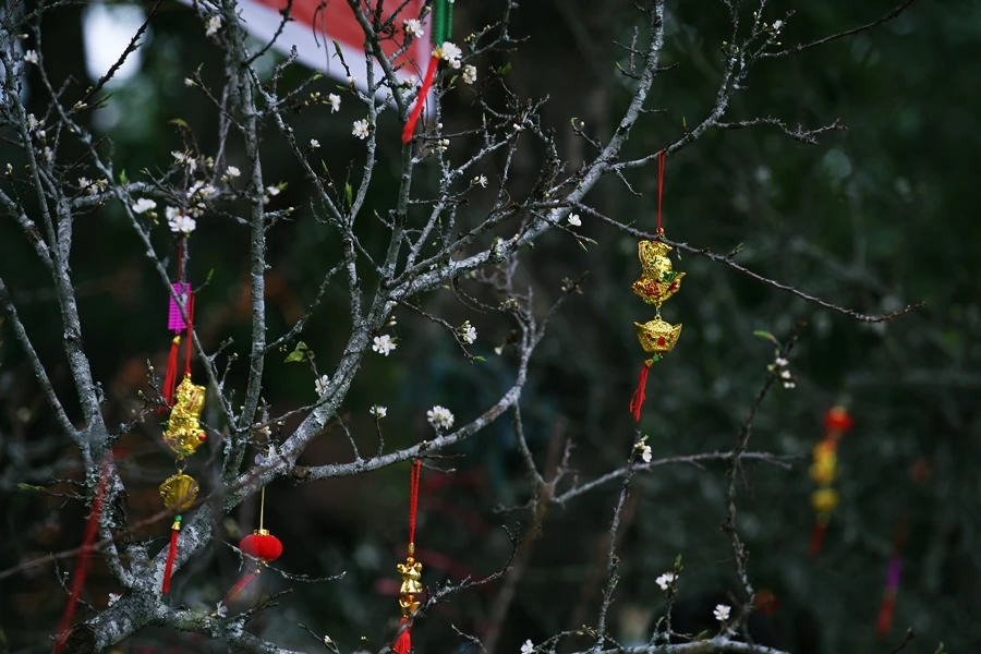 Mận trắng Tây Bắc “hét” giá gần chục triệu/gốc dịp Tết Nguyên đán ở Thủ đô