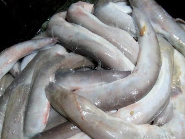 3 thứ nhìn đã thấy sợ ở Việt Nam thành đặc sản đắt đỏ, bán kiếm tiền triệu