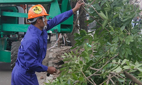 Cận cảnh chặt hạ, di chuyển cây xanh trên đường Phạm Văn Đồng 