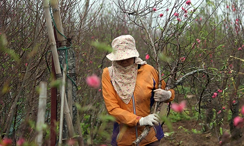 Ảnh: Người dân hối hả đến làng Nhật Tân mua đào, đem ra chợ bán