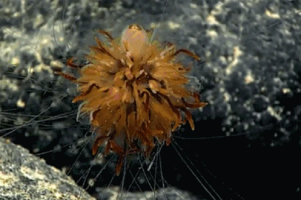 Video: phát hiện sinh vật kỳ dị không có mắt và thân hình