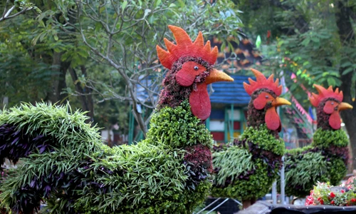 Ngắm "siêu phẩm gà lông xanh" khổng lồ ở Hà Nội ngày cận Tết