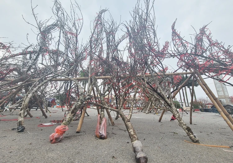 Thấy đào vùng cao xuống Hà Nội không “dán tem“... khách ngần ngại 