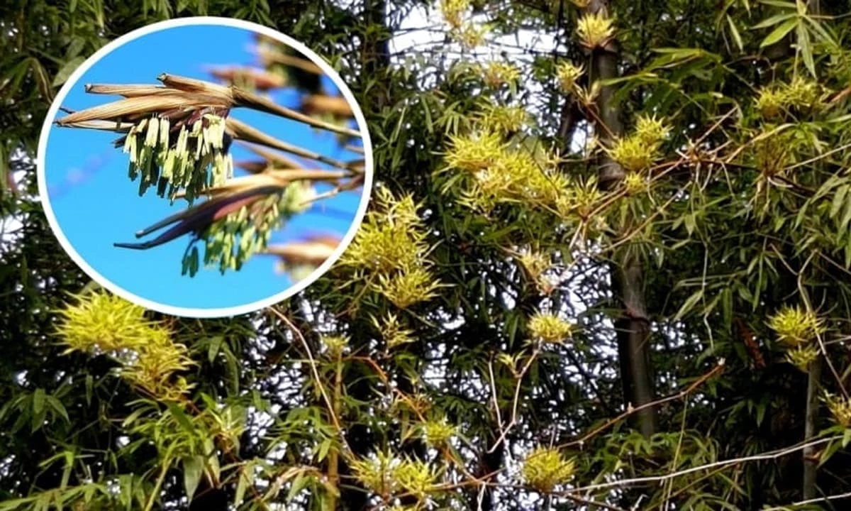 Tre trúc nở hoa có thực là điềm báo tai họa?