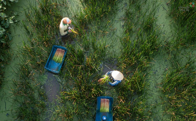 Cỏ dại ở miền Tây bỗng thành đặc sản, nông dân “hái” ra tiền