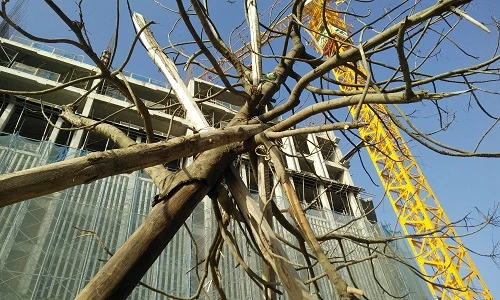 Chùm ảnh: Cây xanh mới trồng chết khô trên đường Hà Nội