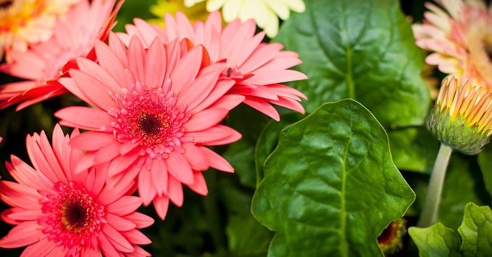 Ngay đầu thu, 3 con giáp gặp nhiều điều may, sự nghiệp thuận buồm xuôi gió