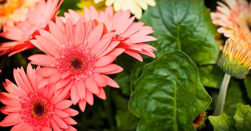 Ngay đầu thu, 3 con giáp gặp nhiều điều may, sự nghiệp thuận buồm xuôi gió