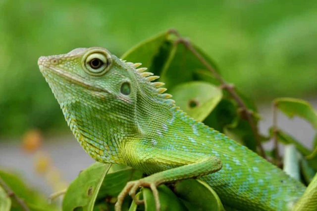 Ngạc nhiên trước khả năng tái sinh bộ phận cơ thể của các loài động vật