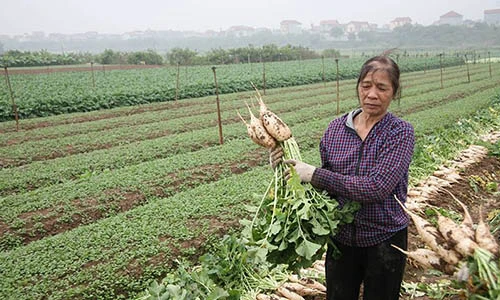 Vì sao dân Hà Nội đua nhau nhổ bỏ trăm tấn củ cải khổng lồ?