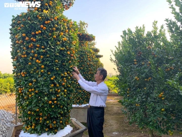 Quýt lục bình khổng lồ cao hơn 4m ngóng khách, lo ế ẩm vụ Tết Nhâm Dần