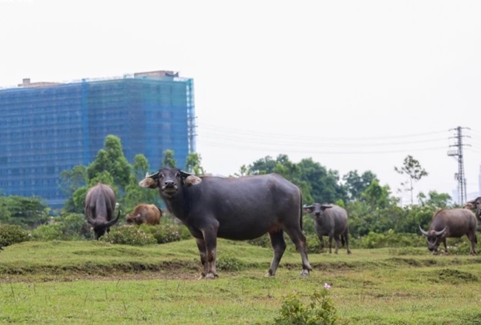 Hà Tĩnh: Mục sở thị dự án gần 2000 tỷ đìu hiu, thành nơi thả trâu bò