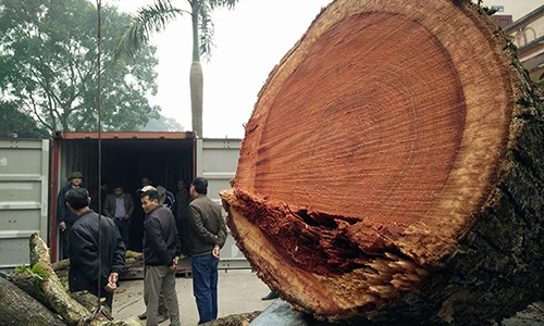 Ảnh: Cận cảnh chặt hạ cây sưa 100 tỷ ở Hà Nội