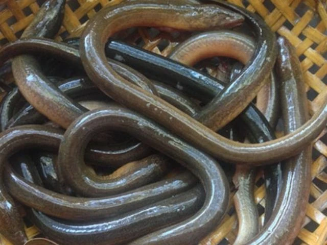 Cận cảnh trang trại nuôi loài “rợn người” kiếm bạc triệu