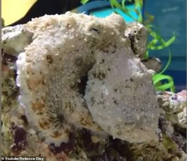 Video: Kinh ngạc cảnh bạch tuộc mơ ngủ đổi màu để ẩn nấp? 