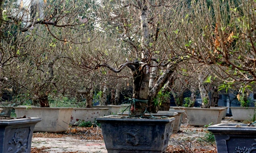 Chùm ảnh: Đào Tết “khủng” rộn ràng xuống phố sớm ở Hà Nội