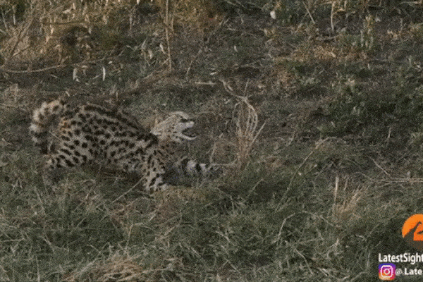 Linh miêu con chật vật đối mặt với sư tử và cái kết ảnh 1