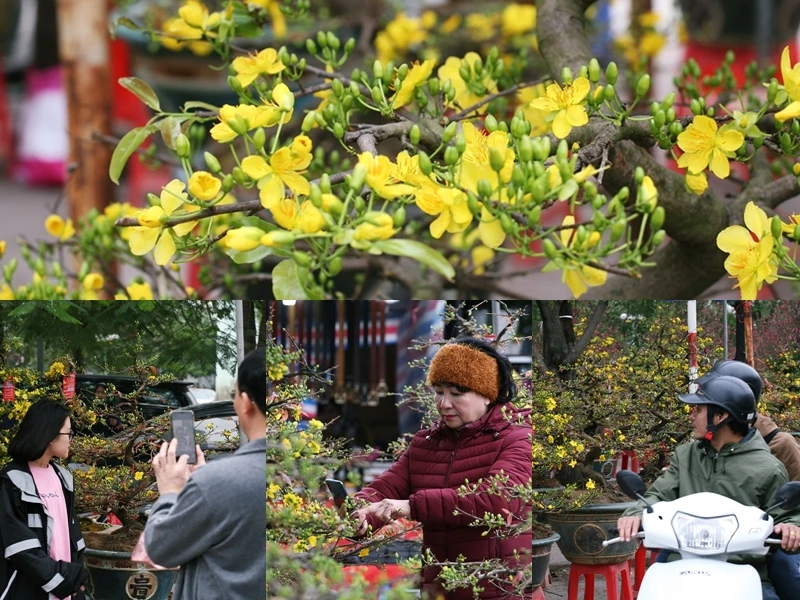 "Mê mẩn” mai vàng Bình Định cả chục triệu/chậu khoe sắc ở chợ Tết thủ đô