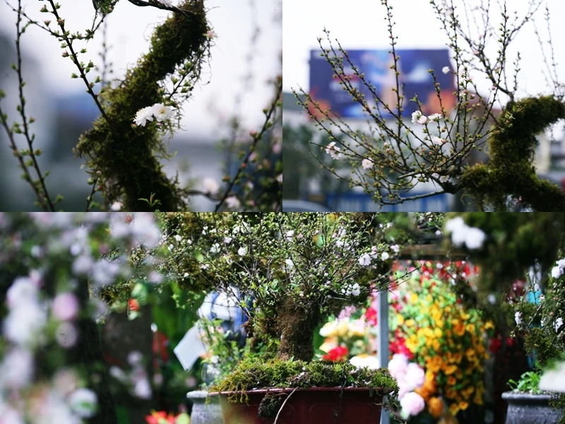 Mai trắng bọc rêu kín thân hét giá chục triệu đồng/gốc ở chợ hoa Tết Hà Nội 