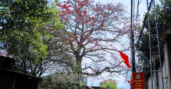 Ngắm cây gạo 200 năm tuổi nở hoa đỏ rực