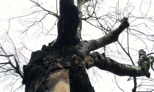 Cận cảnh nhiều cây chết khô, chờ gãy đổ đè người Hà Nội