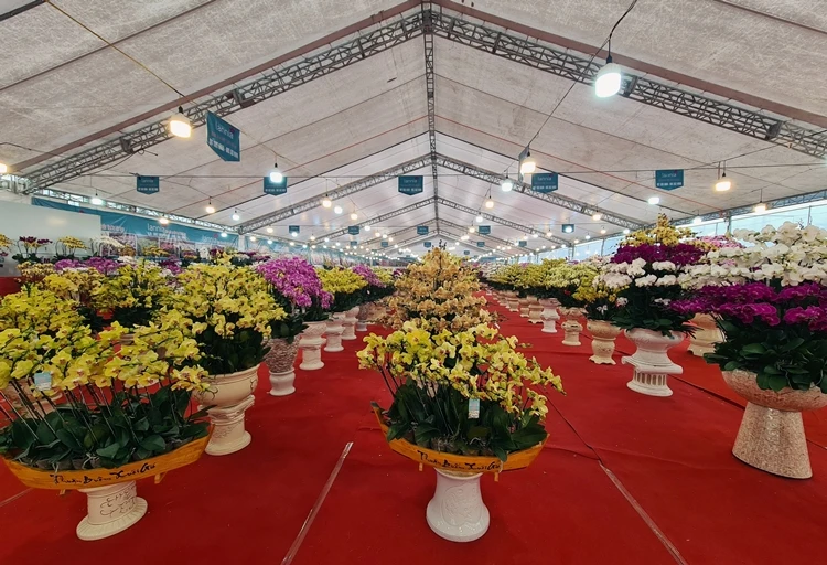 Hà Nội: “Nữ hoàng” các loại lan khuyến mãi chờ đại gia rinh về chơi Tết