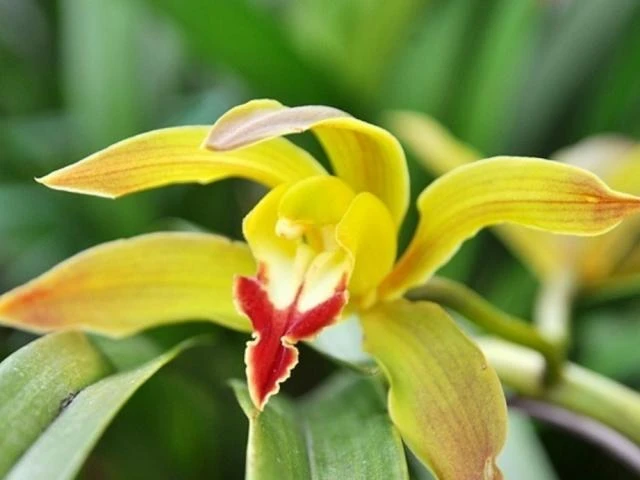 Các loại cây, hoa cảnh Tết “rẻ như cho”, từ 13 nghìn đã sắm được