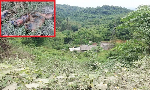 Cận cảnh lợn chết hôi thối khiến người dân khốn khổ