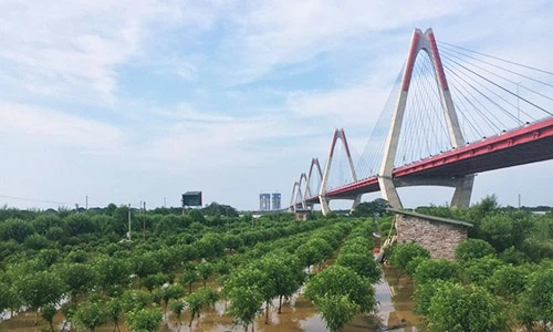 Hà Nội ngập lụt: Dân méo mặt vì đào Nhật Tân chìm trong lũ