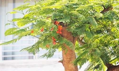 Ảnh: Phượng vỹ mới trồng trên đường đắt nhất hành tinh đã ra hoa