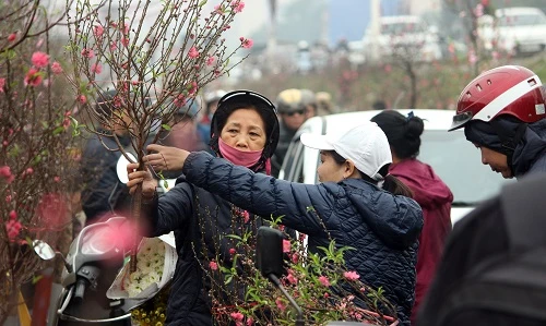 Ảnh: Chợ Quảng An tràn ngập hoa đào ngày cận Tết Nguyên đán 2019