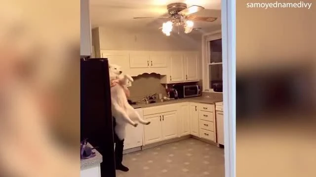 Video: Chết cười chú chó đau khổ giãy giụa khi phải đi tắm