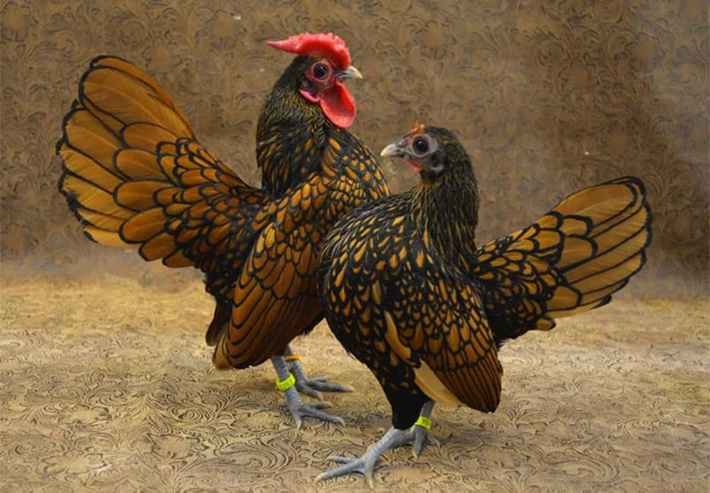Gà vảy cá ở Việt Nam bán giá chục triệu có gì đặc biệt?