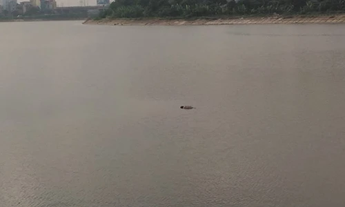 Ảnh: Bàng hoàng phát hiện thi thể nổi giữa hồ Linh Đàm