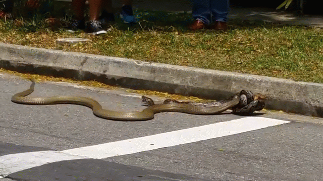 Video: Rắn hổ mang chúa và trăn gấm ẩu đả giữa phố