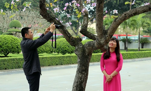 Ảnh: Người Hà Nội say sưa chụp ảnh hoa ban đẹp mê hồn