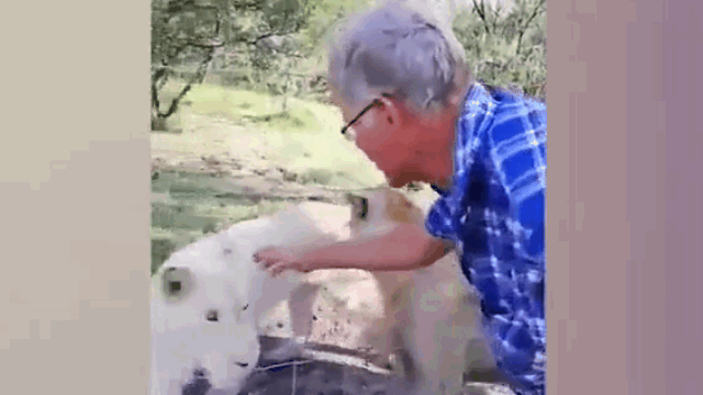 Video: Liều mạng vuốt ve sư tử cái, người đàn ông nhận kết đắng