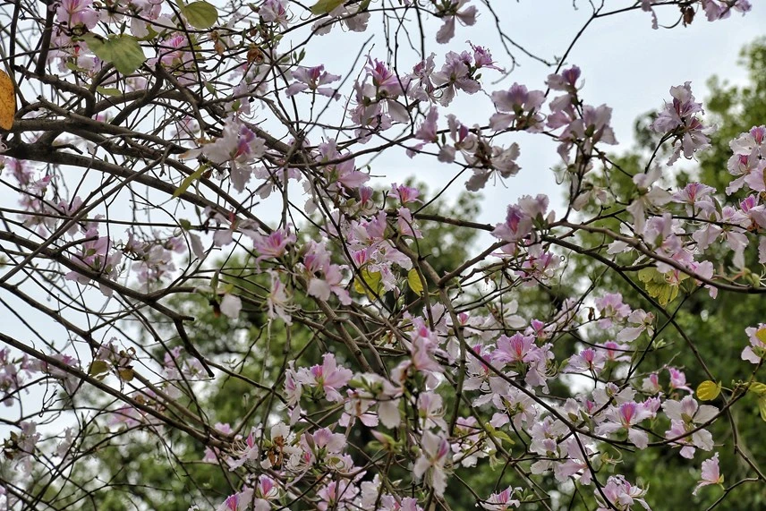 Hà Nội: Hoa ban nở rộ đường Bắc Sơn, giới trẻ nô nức chụp ảnh