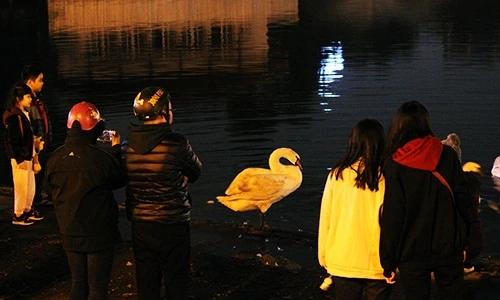 Giữa đêm lạnh, người dân vẫn kéo nhau ra hồ Thiền Quang ngắm thiên nga