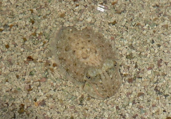 Khả năng ngụy trang “siêu đẳng” của động vật trong tự nhiên