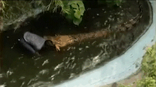 Video: Người đàn ông suýt chết vì nhảy xuống hồ chụp ảnh cùng cá sấu