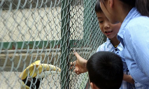 Phản cảm du khách thăm vườn thú vượt rào trêu động vật