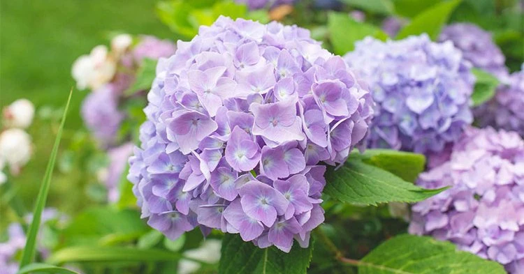 3 con giáp nữ chịu thương chịu khó, sau này có con ngoan