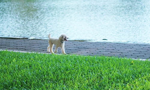 Bất chấp lệnh phạt, chó không rọ mõm “tung tăng” trên phố Hà Nội