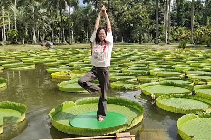 Video: Tập yoga trên lá cây hoa súng lớn nhất thế giới