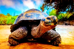 Hé lộ loài rùa nước ngọt to như xuồng độc mộc ở Amazon