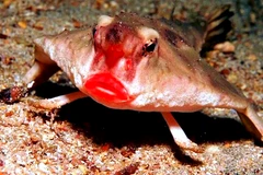 Cận cảnh loài cá cực lạ có môi đỏ chót, mặt cáu kỉnh dễ sợ