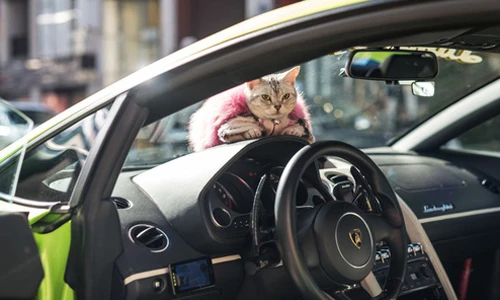 Siêu xe Lamborghini Gallardo dành cho mèo cưng tại Nhật