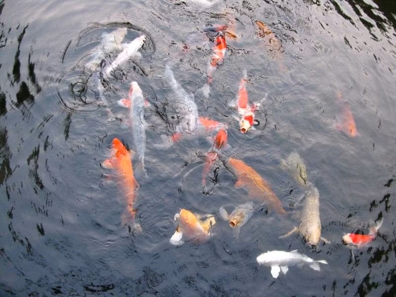 Cận cảnh những chú cá Koi tuyệt đẹp trong hồ.
